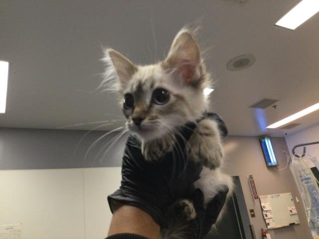 MATILDA - Domestic Short Hair available for adoption