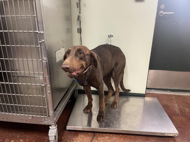 WANDA - Doberman Pinscher available for adoption