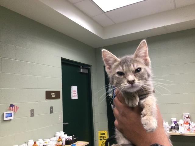 PURRINCESS - Domestic Short Hair available for adoption