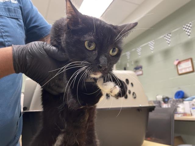 MICKEY MOON - Domestic Short Hair available for adoption