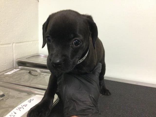 A1893274 - Chihuahua available for adoption