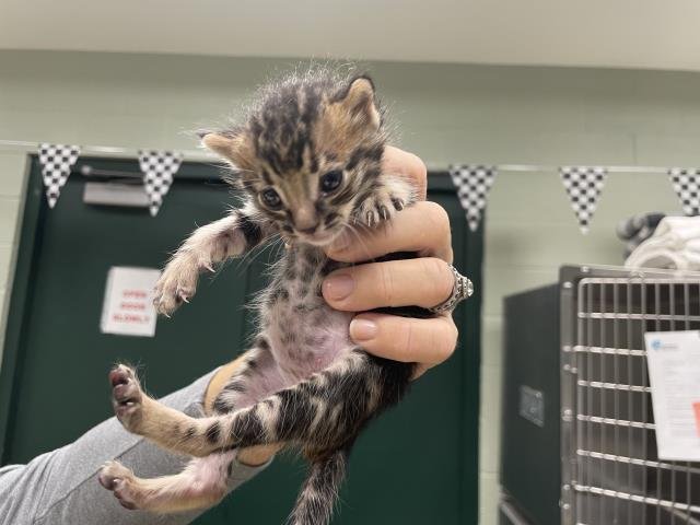 A1883585 - Domestic Short Hair available for adoption