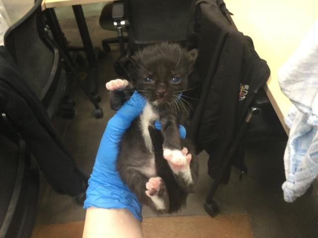 A1894452 - Domestic Short Hair available for adoption