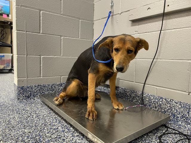 LEXI - German Shepherd Dog available for adoption