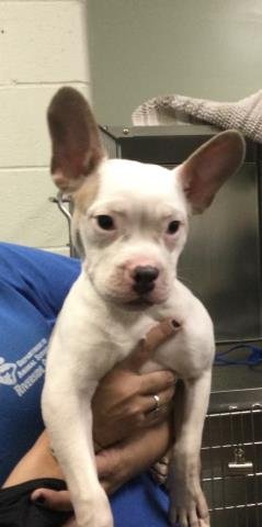 STITCH - French Bulldog available for adoption