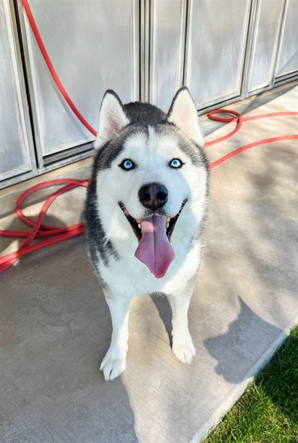 JOHNNY QUEST - Siberian Husky available for adoption