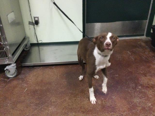 A1887983 - Pit Bull Terrier available for adoption