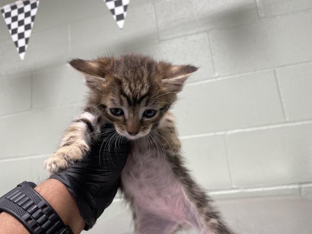 A1894466 - Domestic Short Hair available for adoption