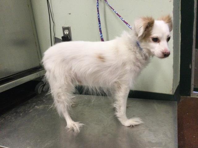 ROMEO - Terrier available for adoption