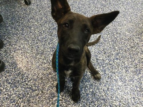 SUSIE - Bull Terrier available for adoption