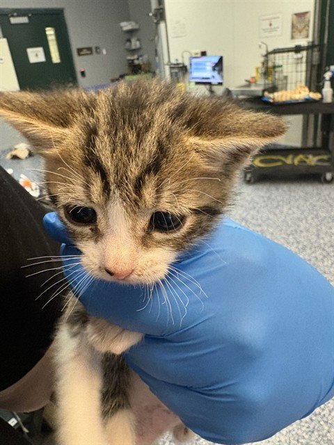 TRIXIE - Domestic Short Hair available for adoption