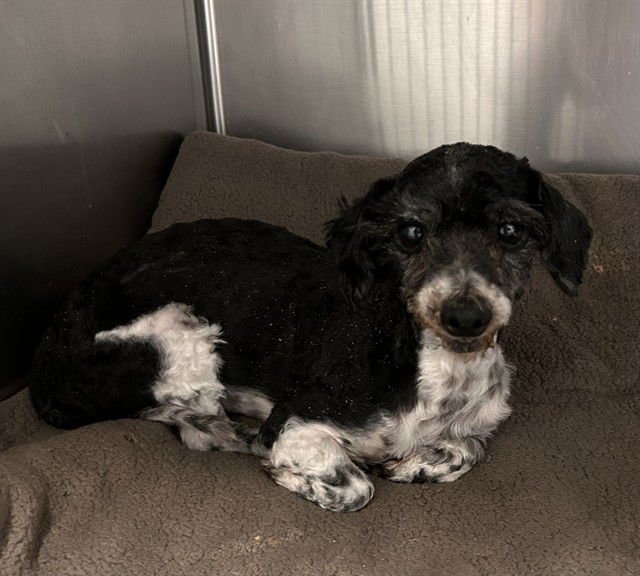 SCAMPI - Poodle (Miniature) available for adoption