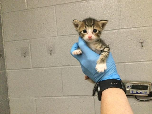 JONESY - Domestic Short Hair available for adoption