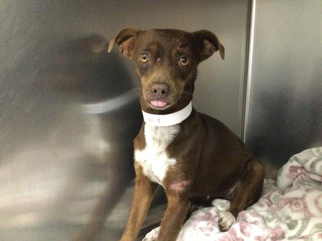 MEERA - Chihuahua available for adoption