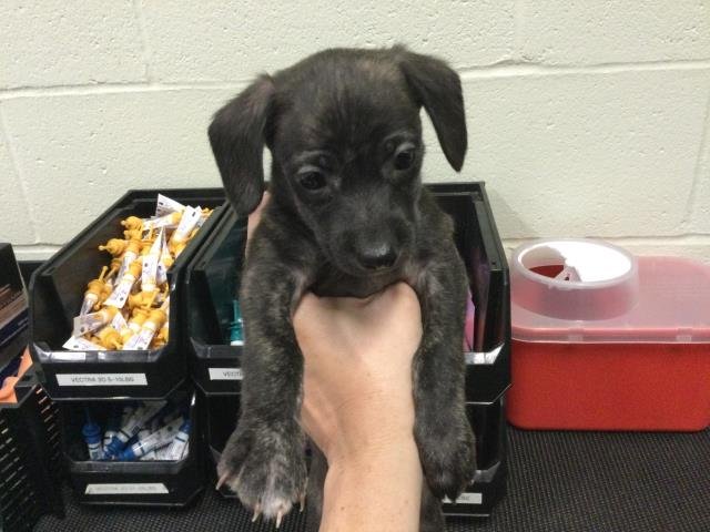 A1884671 - Chihuahua available for adoption