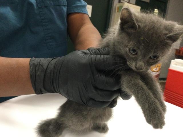 LISA - Domestic Short Hair available for adoption