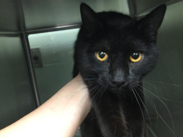 BLOSSOM - Domestic Short Hair available for adoption