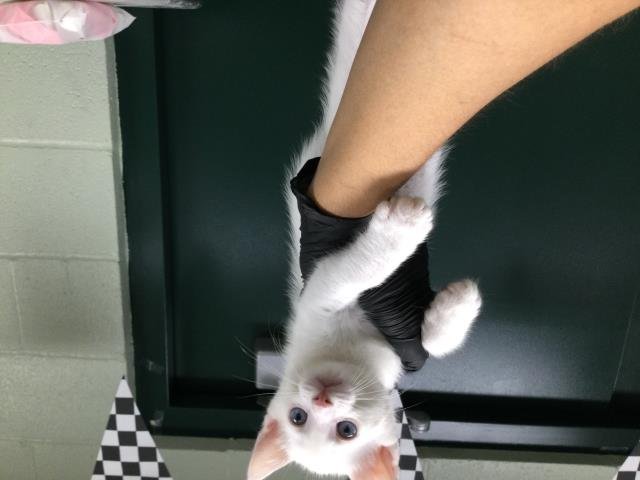 A1895660 - Domestic Short Hair available for adoption