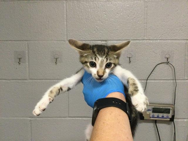 PETRIE - Domestic Short Hair available for adoption