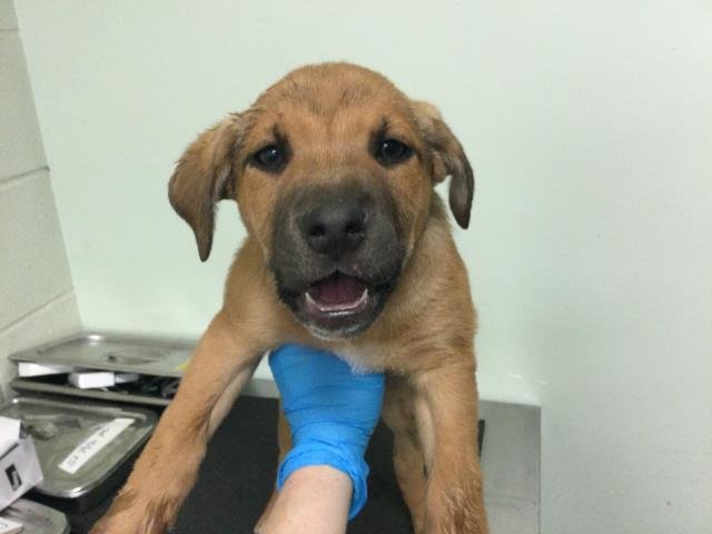 A1899465 - Labrador Retriever available for adoption