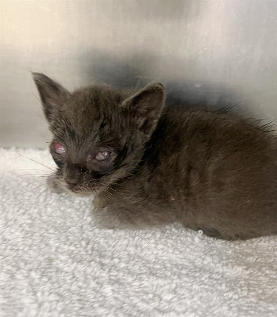 A1873817 - Domestic Short Hair available for adoption