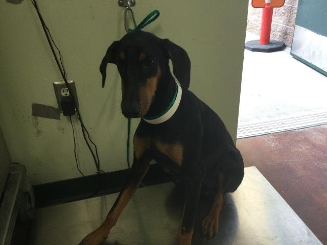 A1894584 - Doberman Pinscher available for adoption