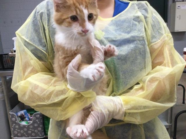 A1875097 - Domestic Short Hair available for adoption