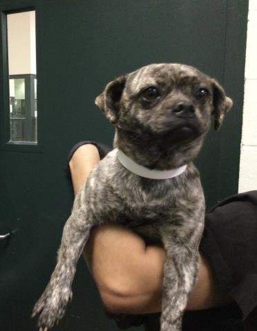 BROWNIE - Pug available for adoption