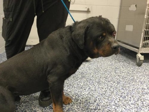 ZERO - Rottweiler available for adoption