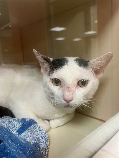 ALFALFA - Domestic Short Hair available for adoption