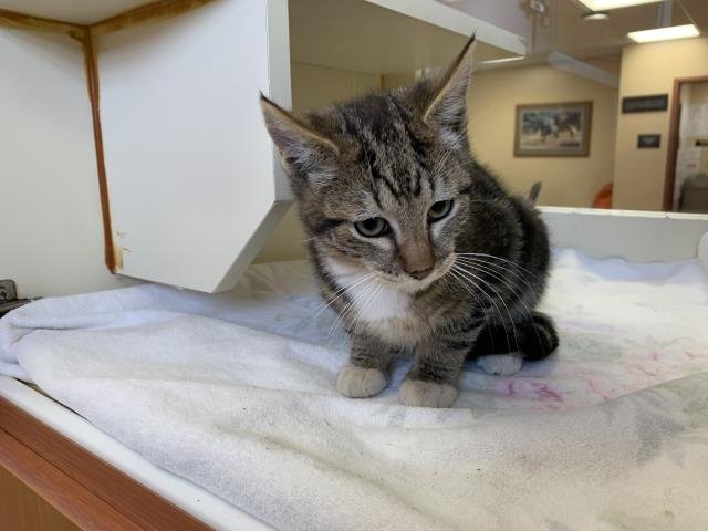 A1897794 - Domestic Short Hair available for adoption