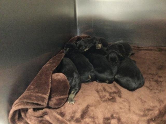 A1900962 - German Shepherd Dog available for adoption