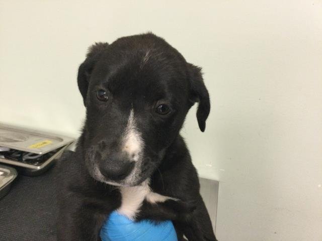 A1899464 - Labrador Retriever available for adoption