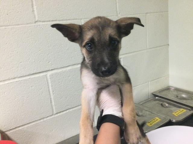 WILLOW - German Shepherd Dog available for adoption