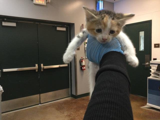 A1868038 - Domestic Short Hair available for adoption