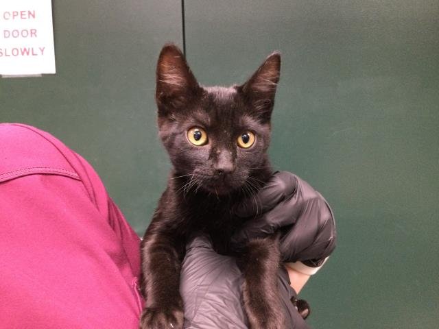 RELISH - Domestic Short Hair available for adoption