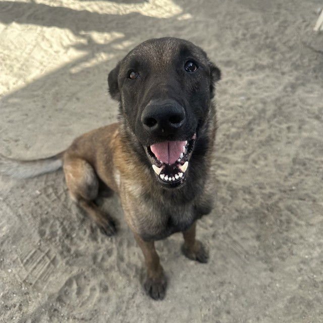 PANCHO - Belgian Shepherd Malinois available for adoption