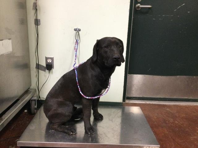 OAKLEY - Labrador Retriever available for adoption