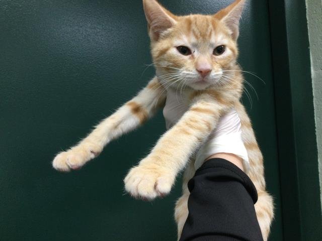 A1891991 - Domestic Short Hair available for adoption