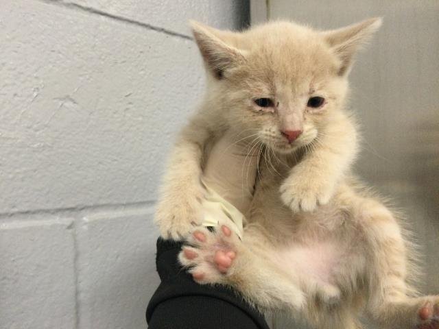 A1905153 - Domestic Short Hair available for adoption