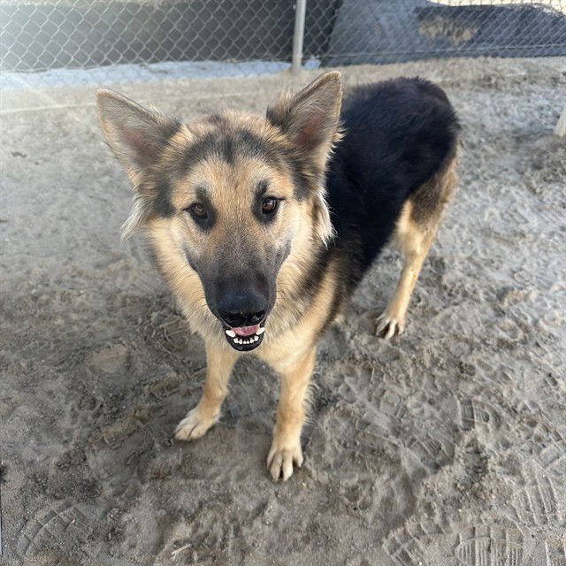 KLAUS - German Shepherd Dog available for adoption
