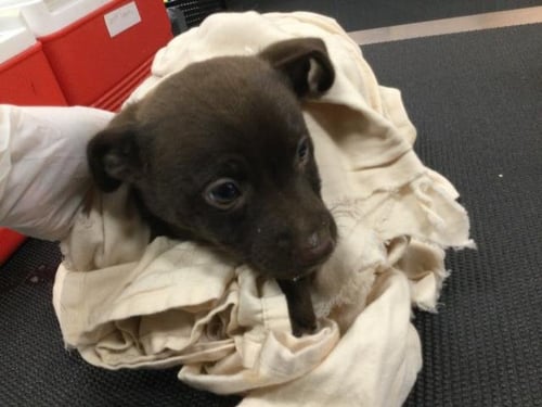 TOPAZ - Terrier available for adoption