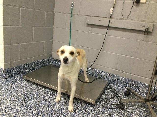 NICO - Terrier available for adoption