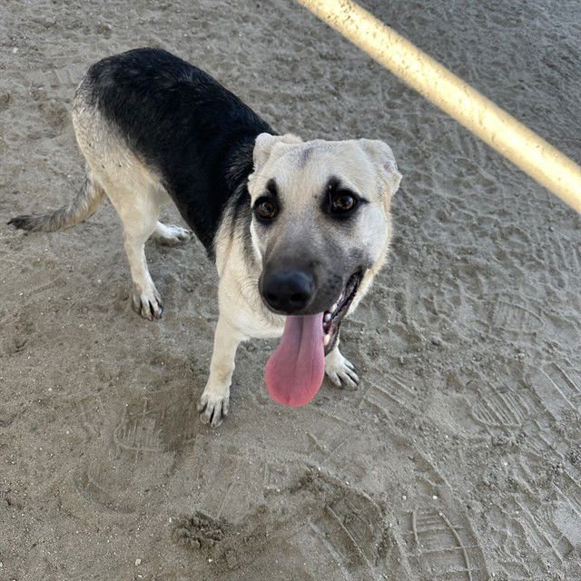 ELSA - German Shepherd Dog available for adoption