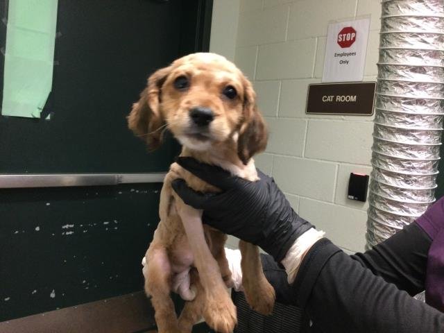 A1896017 - Cocker Spaniel available for adoption
