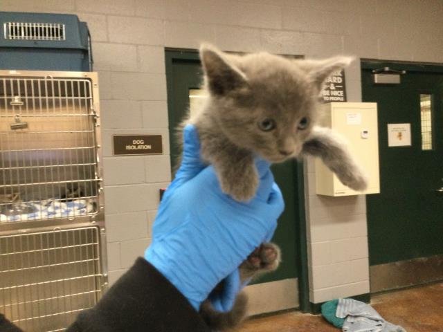 A1875261 - Domestic Short Hair available for adoption