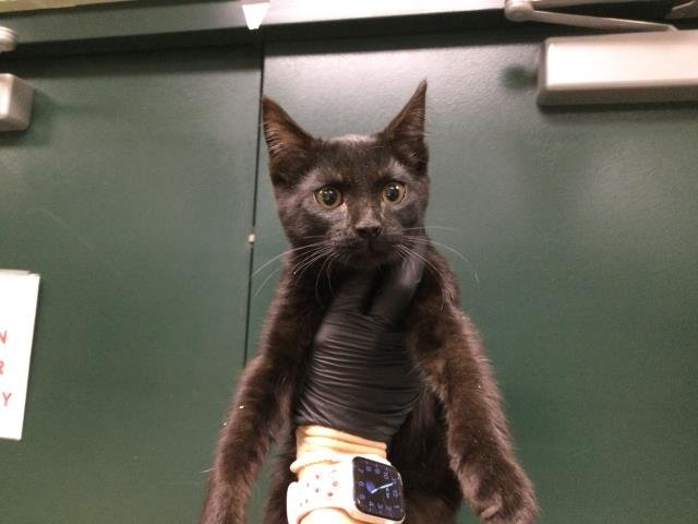 PICKLE - Domestic Short Hair available for adoption