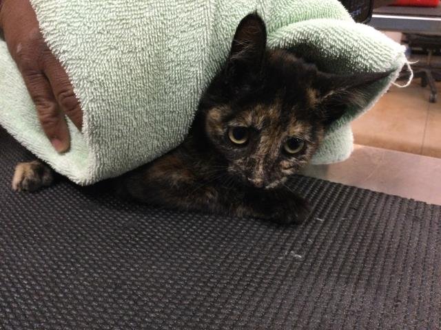 A1875185 - Domestic Short Hair available for adoption