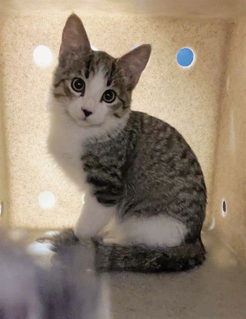 ASTRID - Domestic Short Hair available for adoption