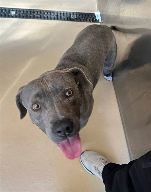 EEYORE - Pit Bull Terrier available for adoption